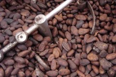 cocoabeans