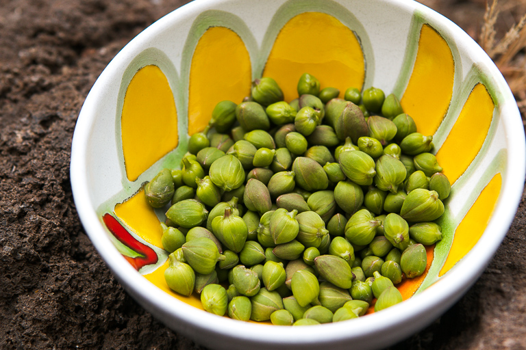 Capers in Pantelleria David Lebovitz
